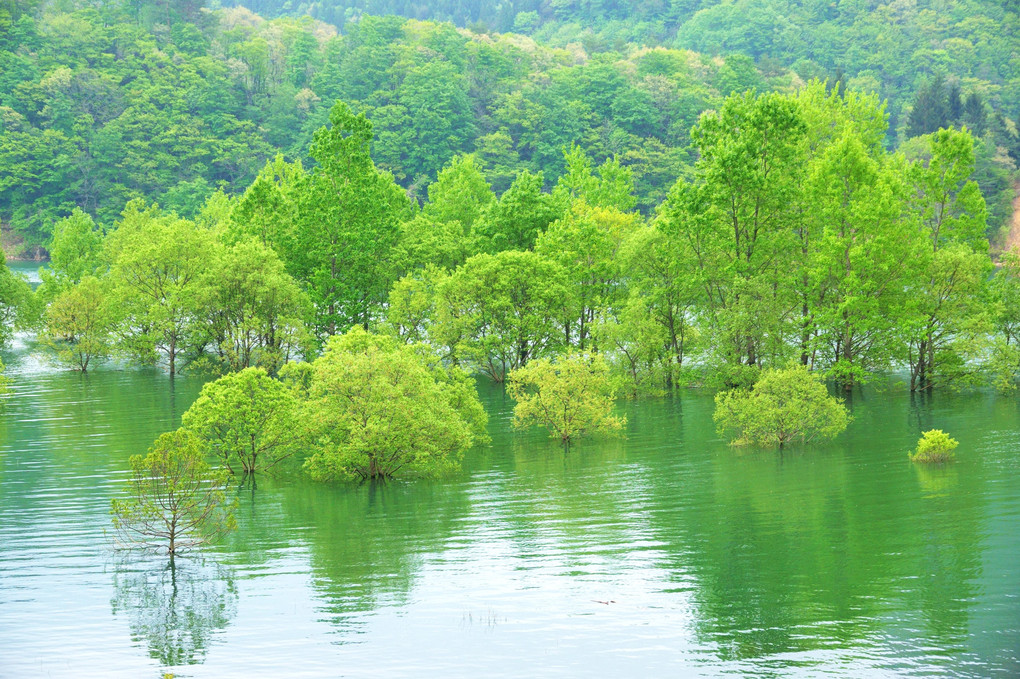 新緑の水没林