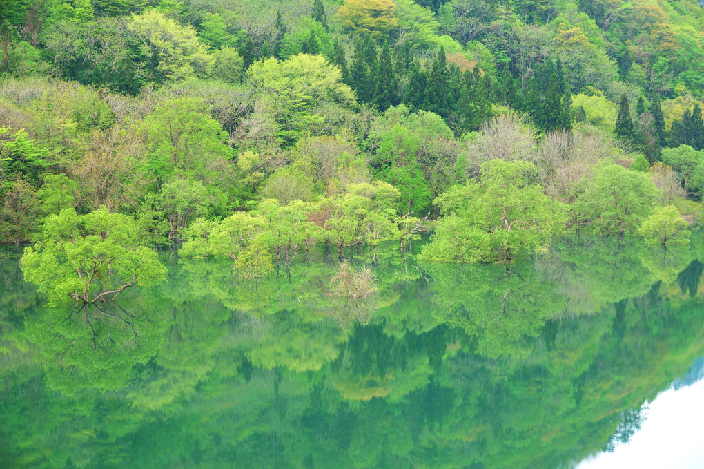 新緑の水没林