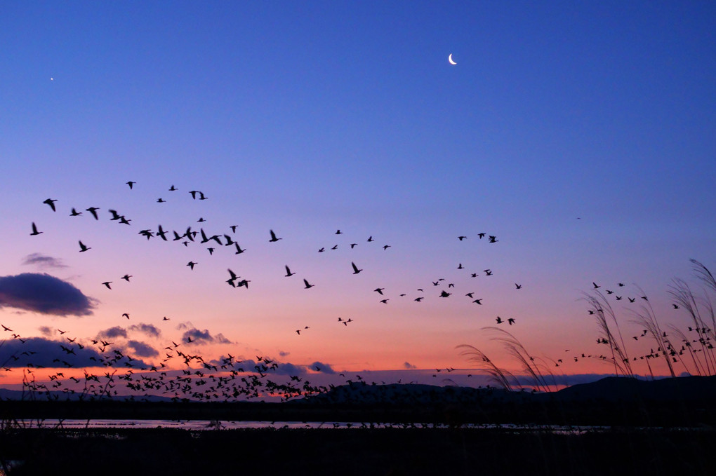 夜明けの月と雁