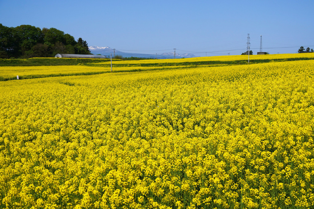 菜の花畑にて