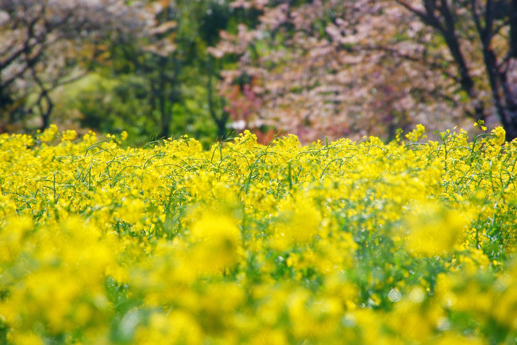 菜の花畑にて