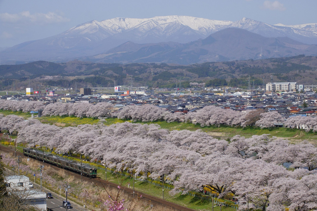 お花見列車が往く ～一目千本桜～