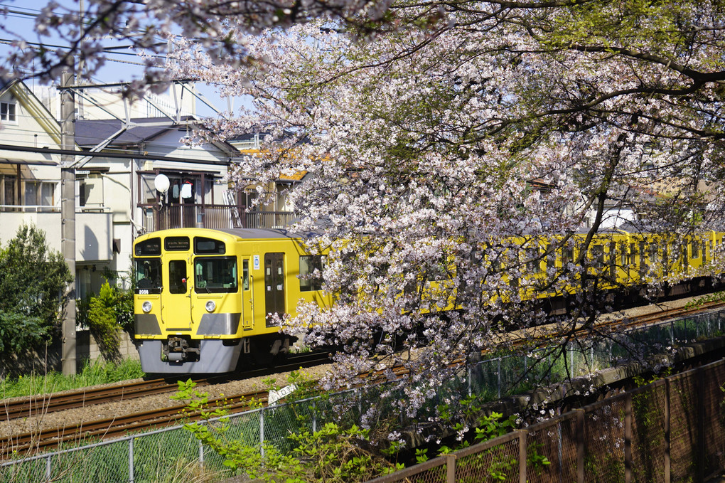 線路沿い桜と黄色い電車