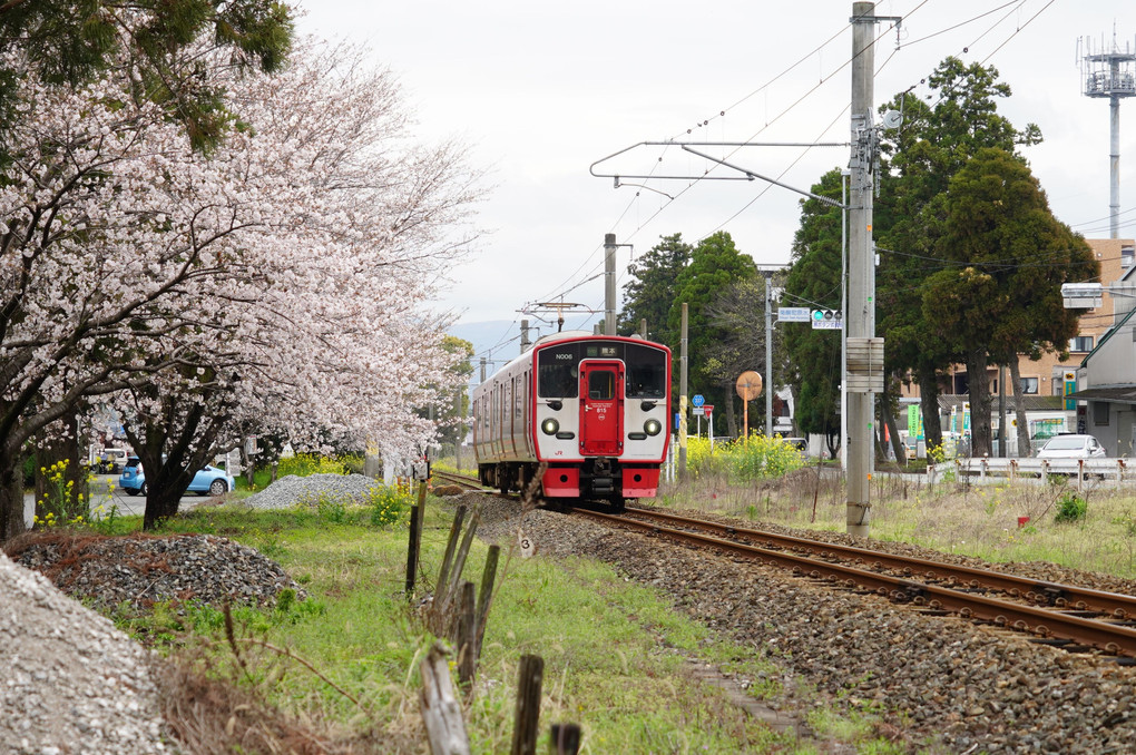 赤い電車と桜