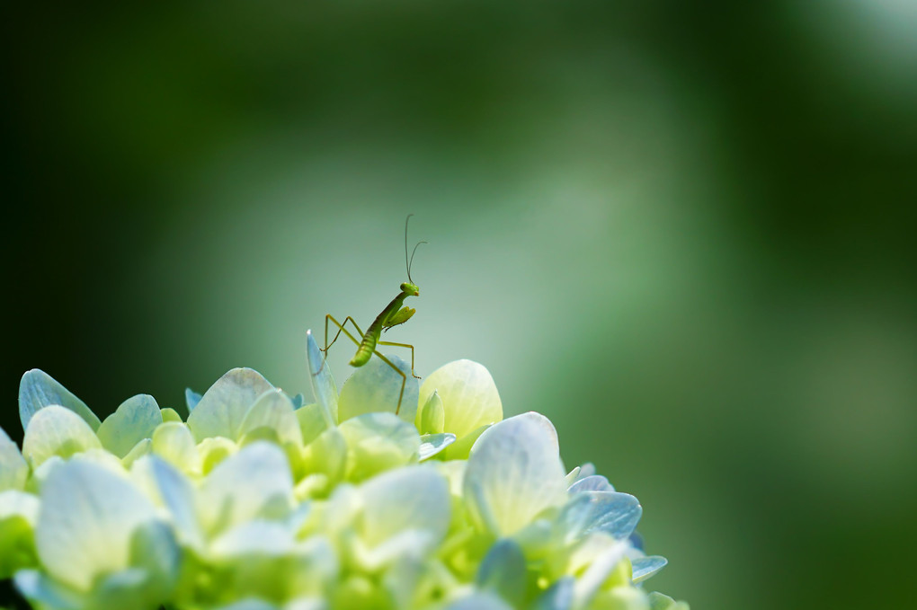 カマキリ