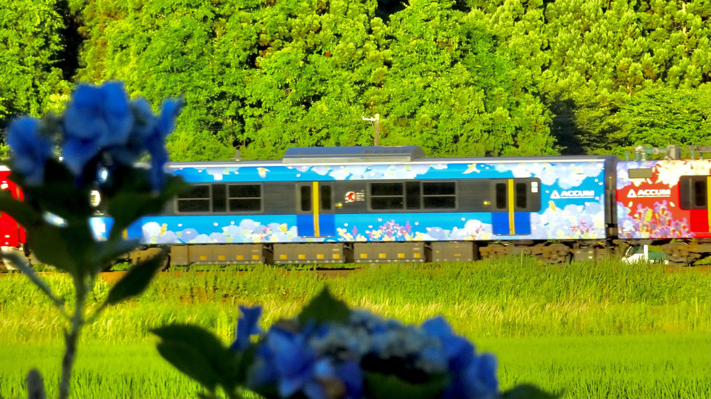 アジサイ電車と紫陽花
