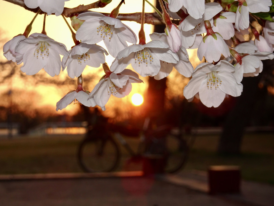 桜に夕陽