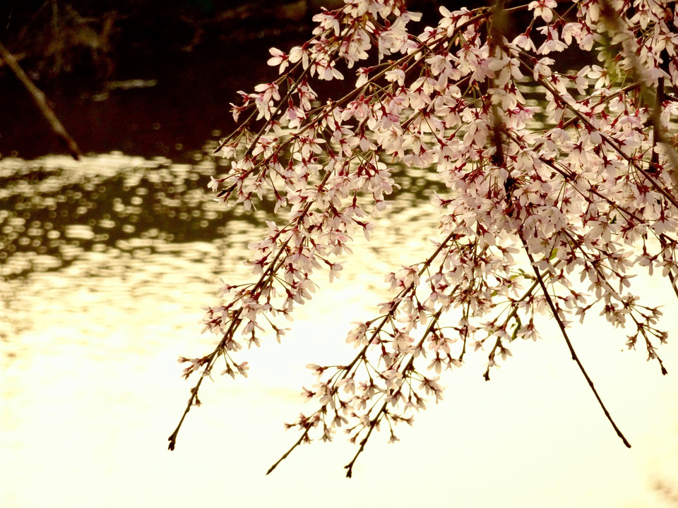 枝垂れ桜と金色の川面