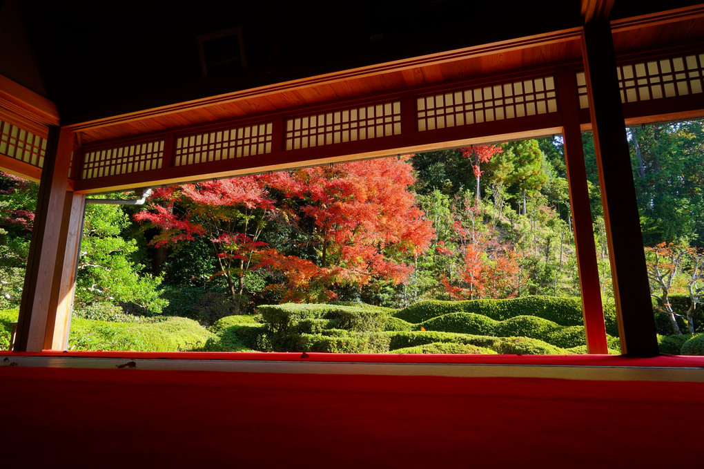 太洋の秋　＠滋賀県大池寺