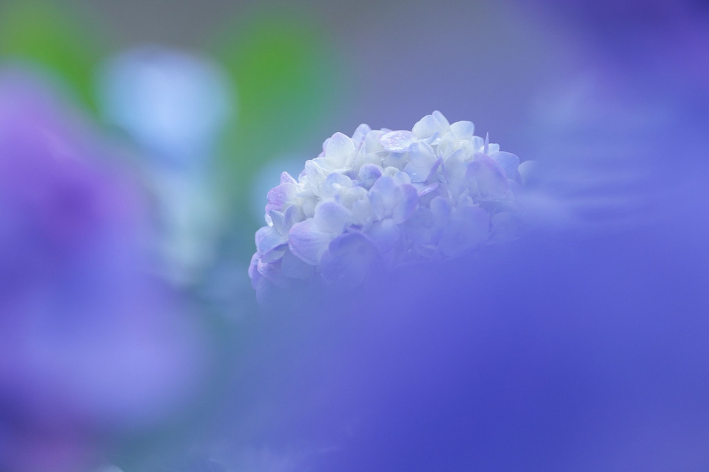 残り紫陽花