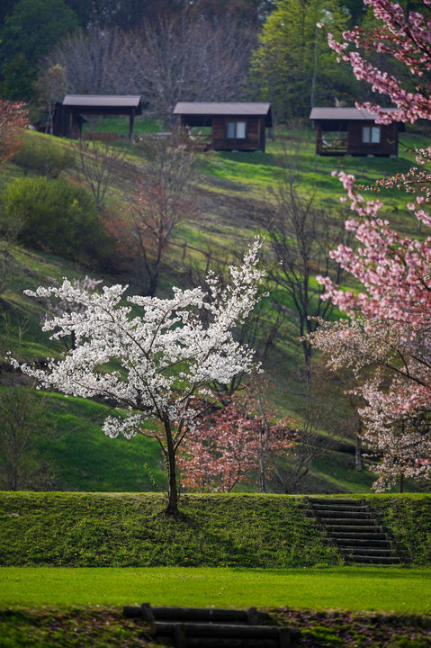 ソロキャン桜