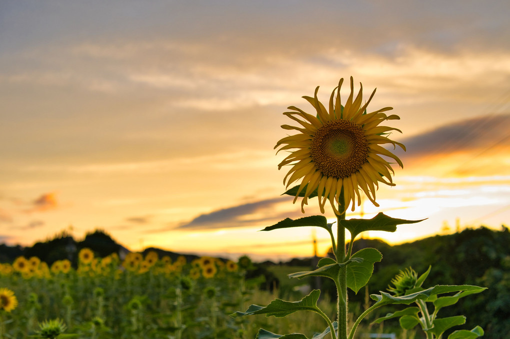 sun set,sun flower