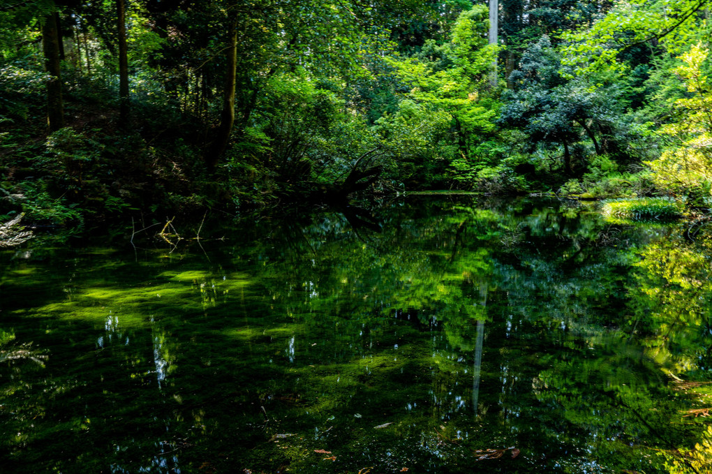 By the Pond　green×green