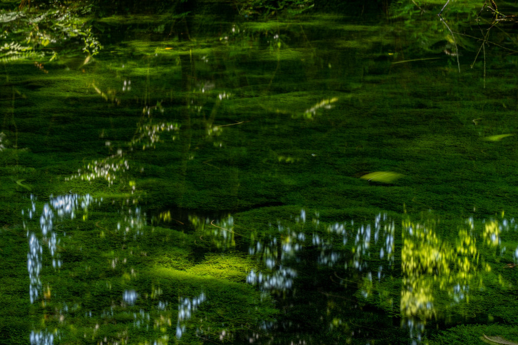 By the Pond　green×green