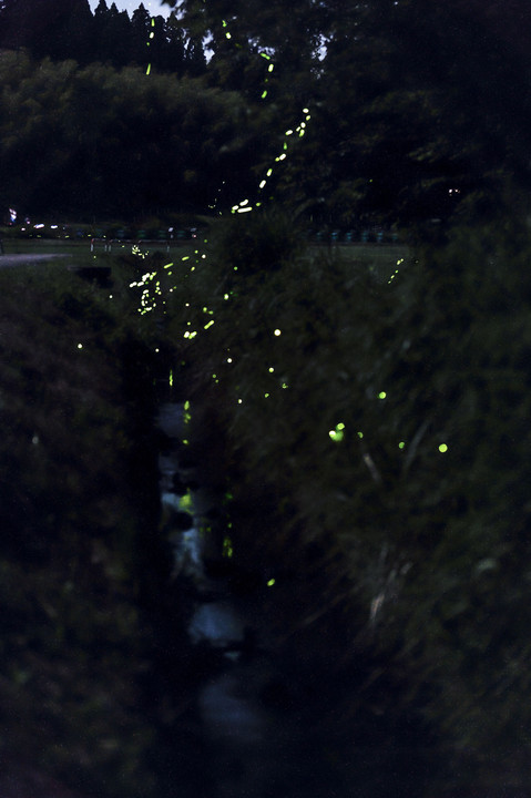 firefly meteor shower