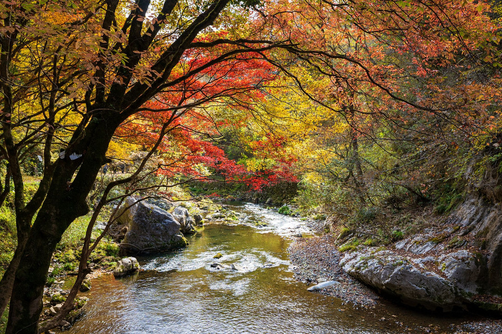 紅葉の錦