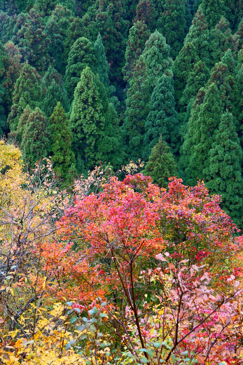 紅葉樹の森と針葉樹の森