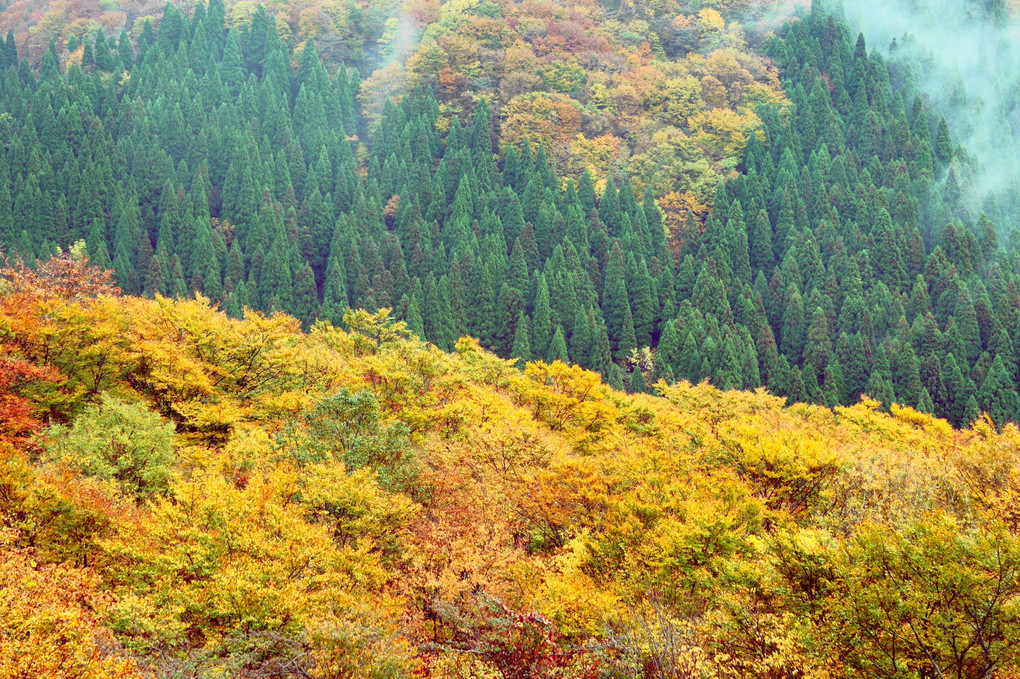 紅葉樹の森と針葉樹の森