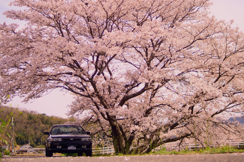 桜の道を行く