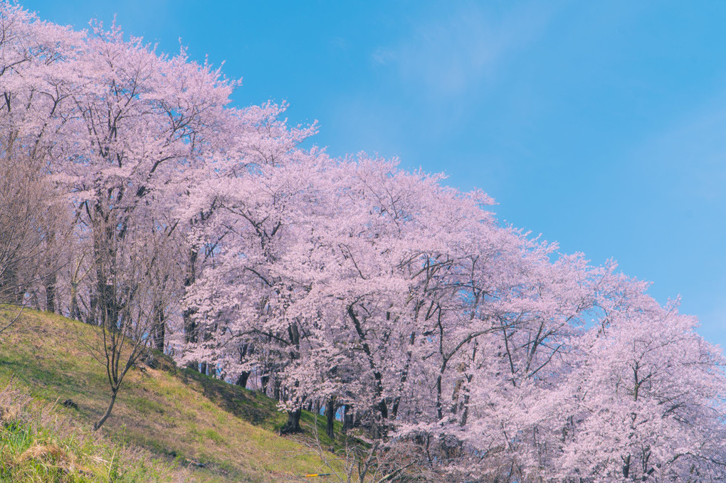 桜の咲く山