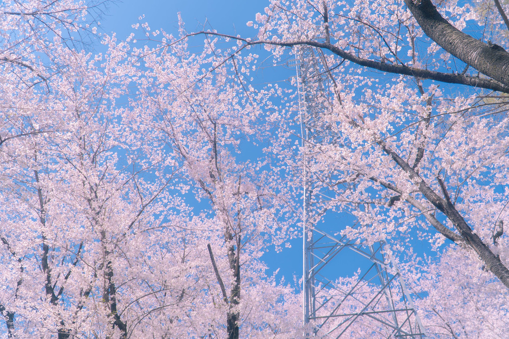 桜の咲く山