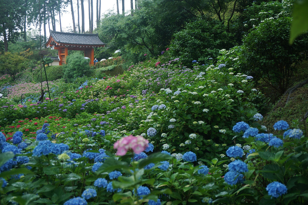 梅雨に濡れる紫陽花