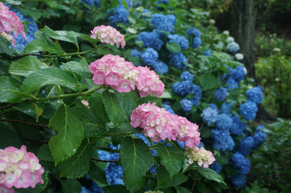 梅雨に濡れる紫陽花