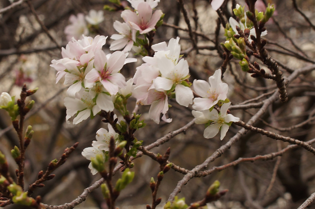 秋の桜？