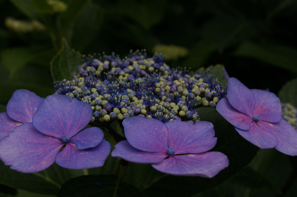 梅雨日の紫陽花