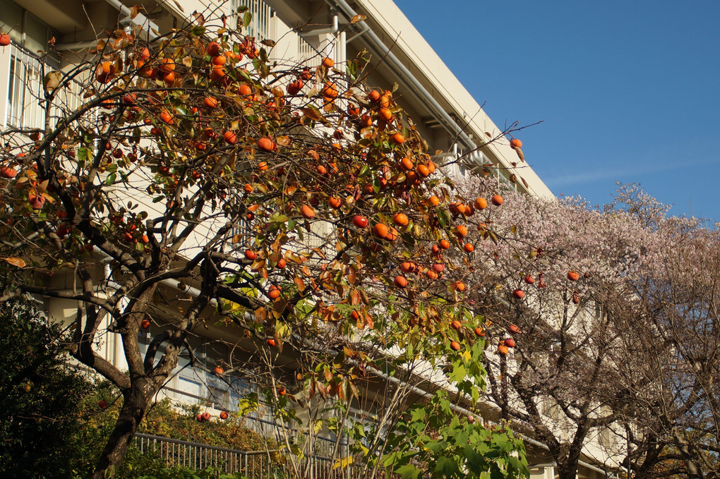 柿と桜