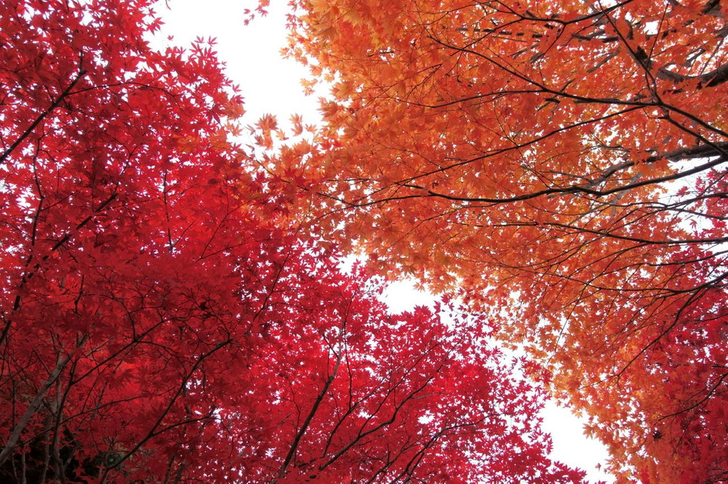 紅葉が織りなす天の川