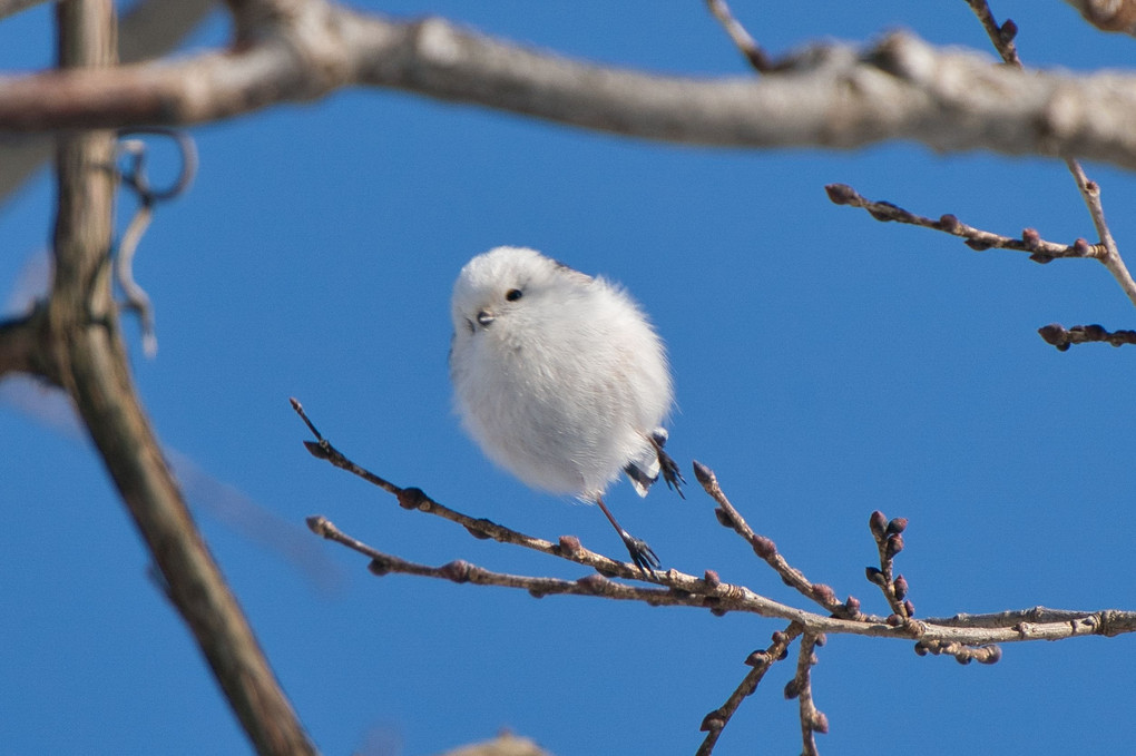 雪だるまが飛ぶ！