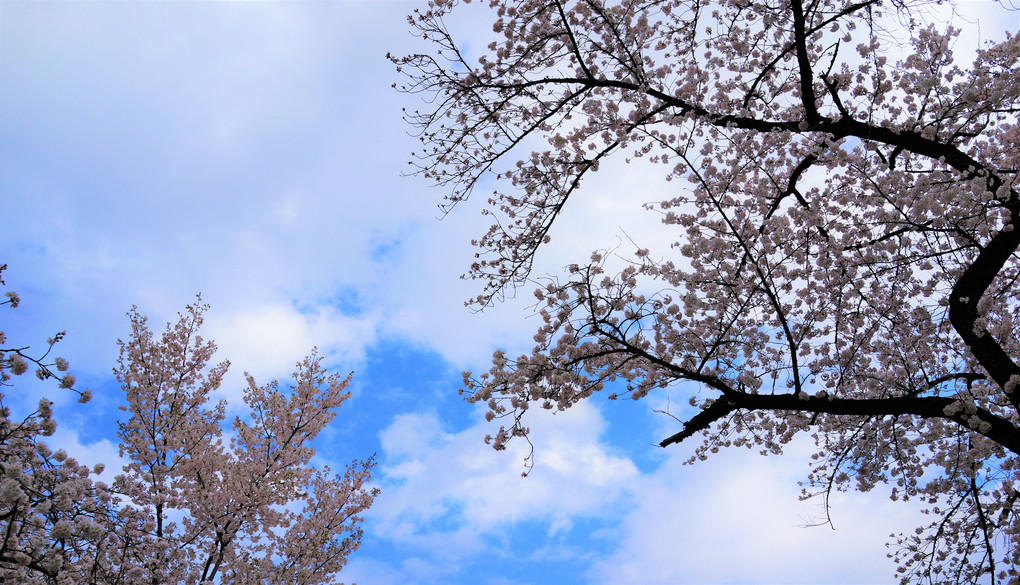 桜ときどき青空