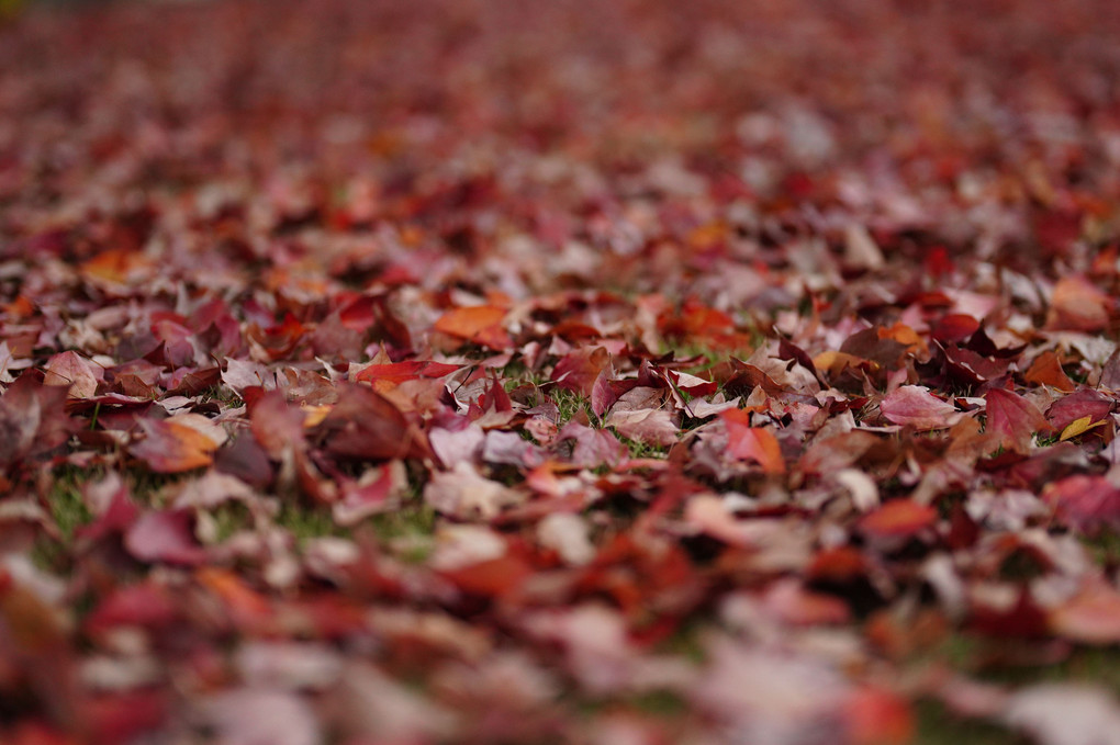 紅絨毯