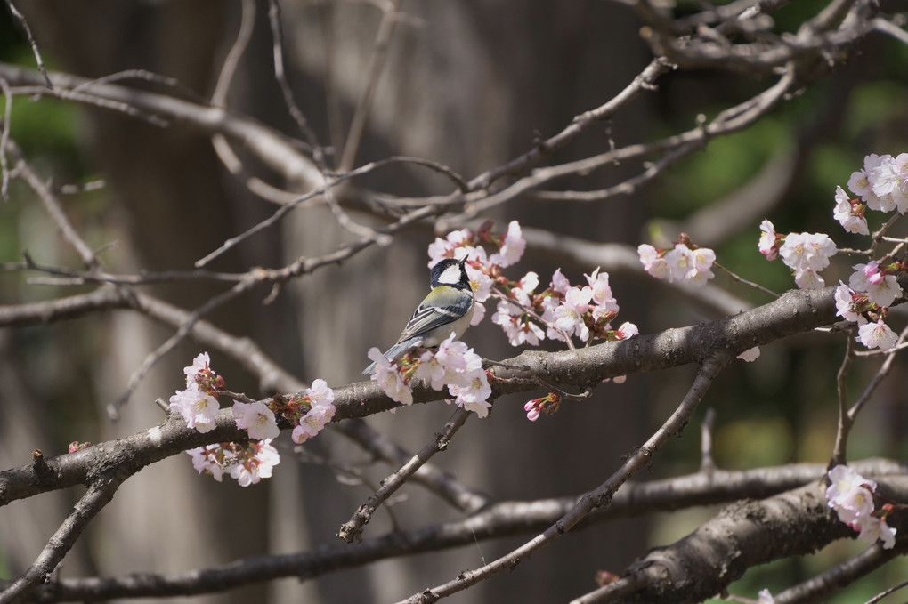 花と鳥