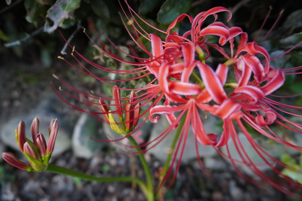 隅にさく花