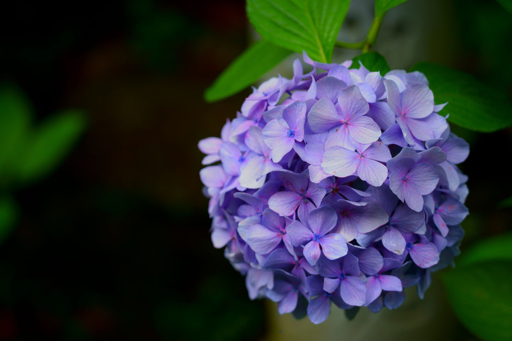 最後の紫陽花