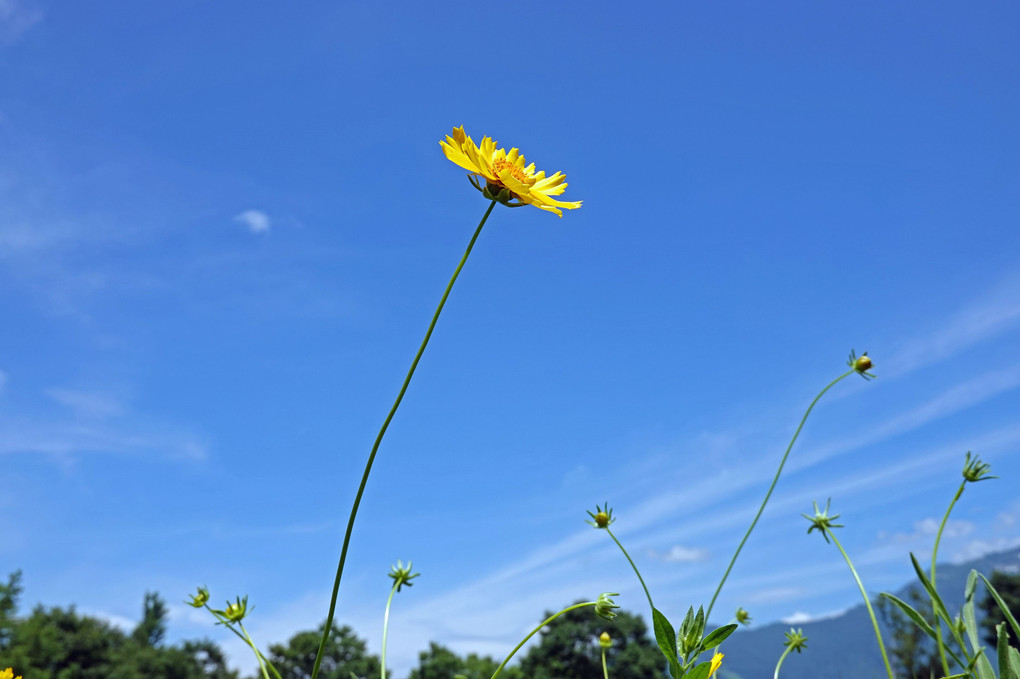 夏が来た～～～！！