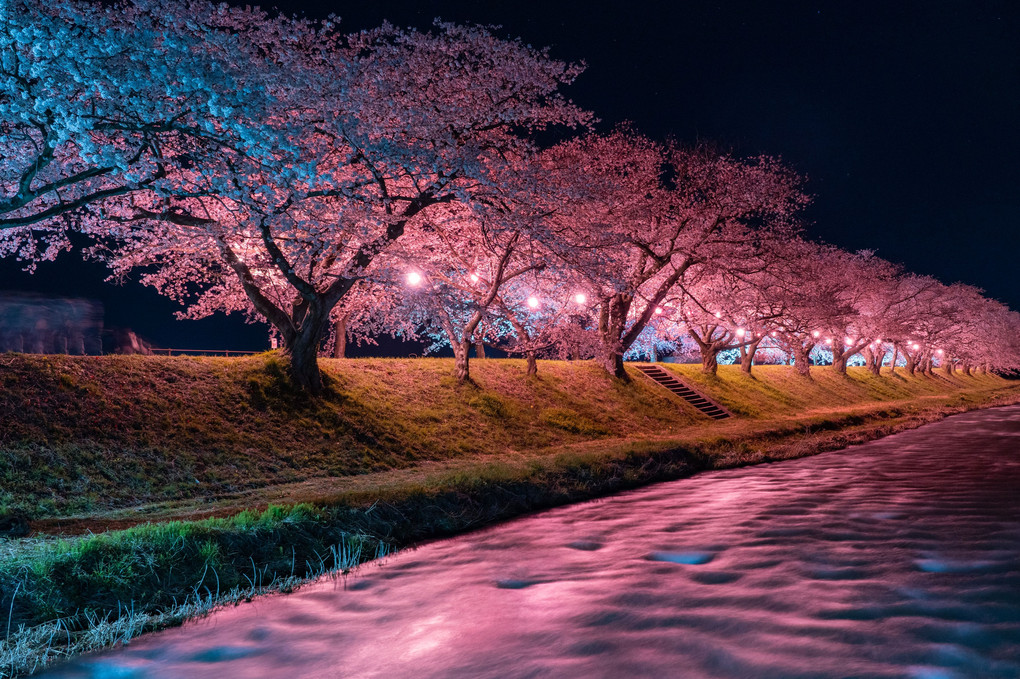 夜桜2024