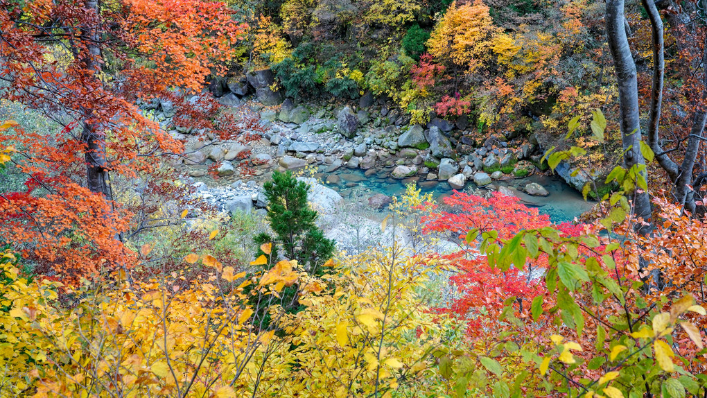 秋色に染まる称名渓谷