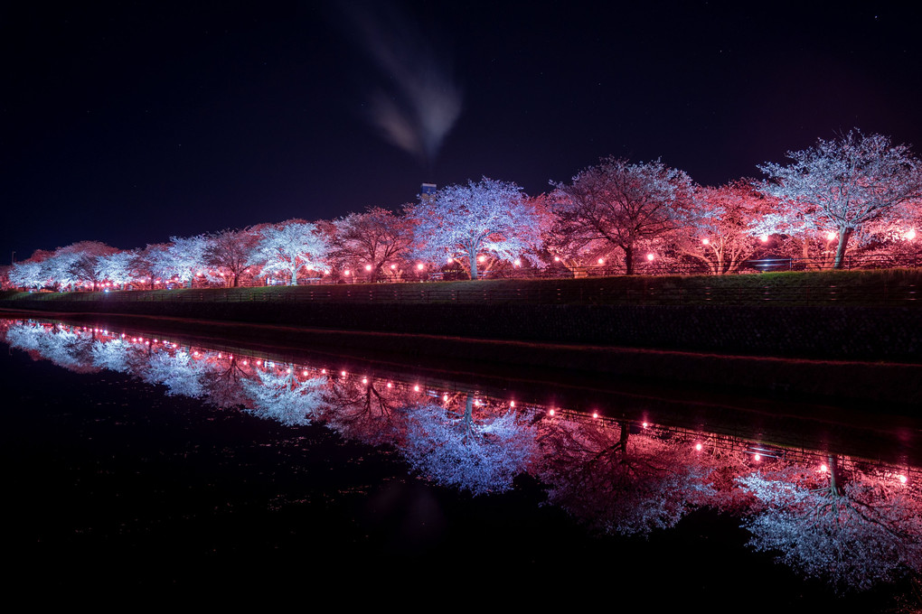 朝日舟川べりの夜桜