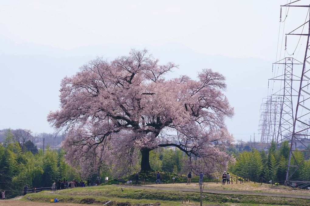 山梨　わに塚の桜