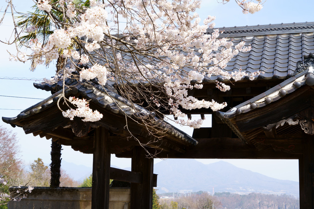 神代桜