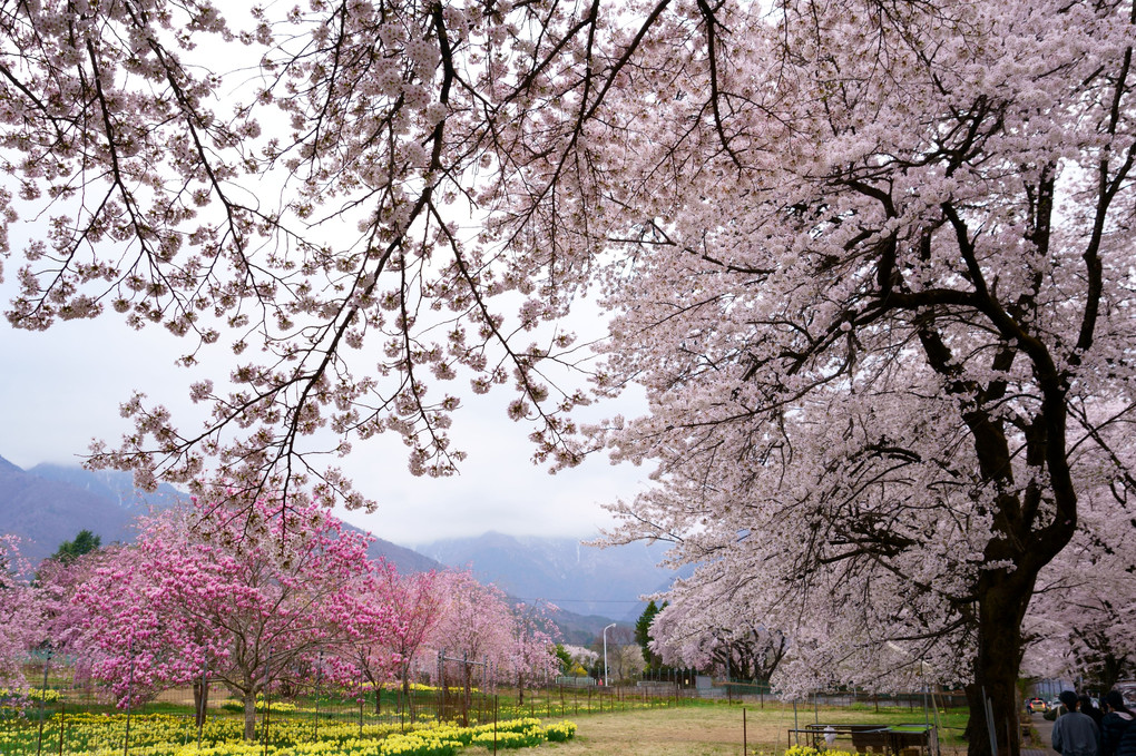 山梨　真原の桜並木