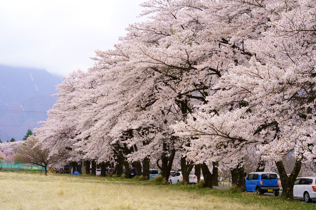 山梨　真原の桜並木