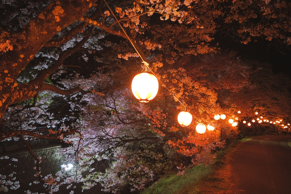 夜桜