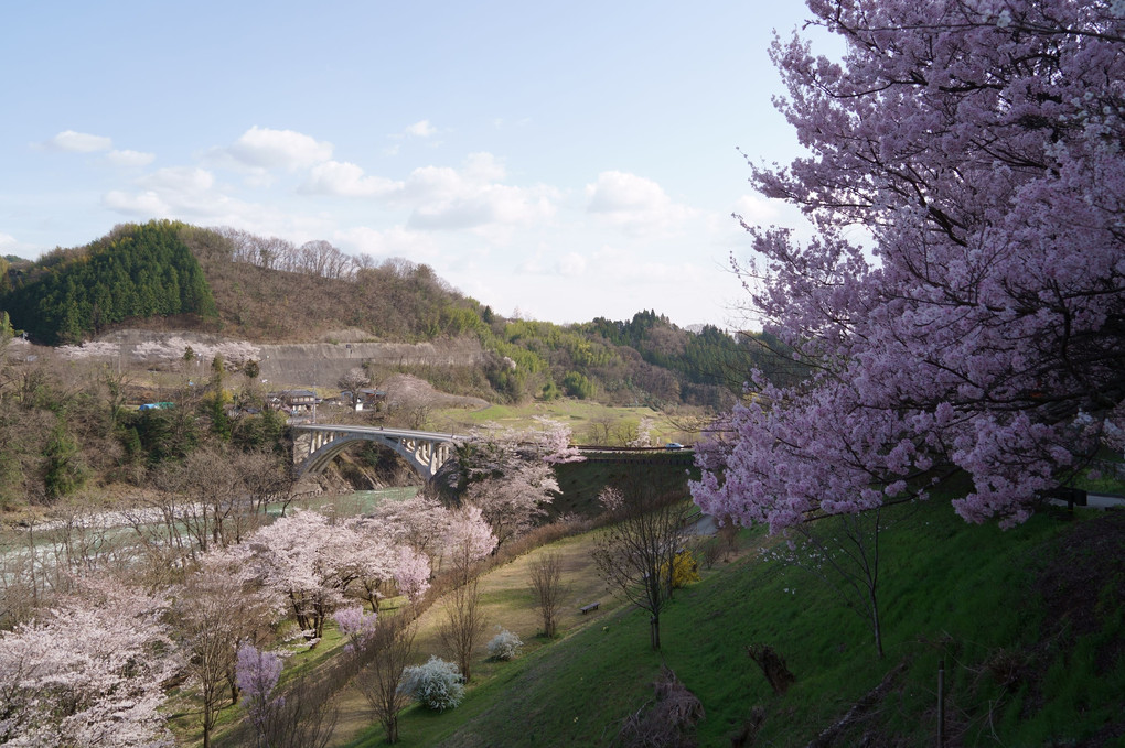 中川村坂戸橋の桜