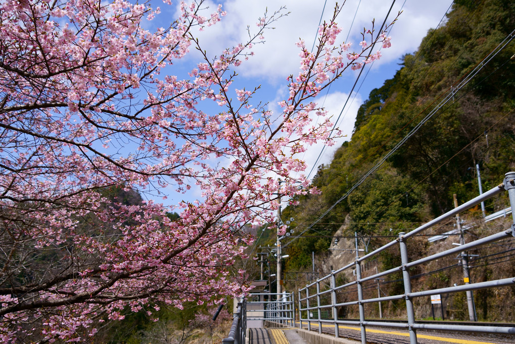 JR飯田線秘境駅と桜