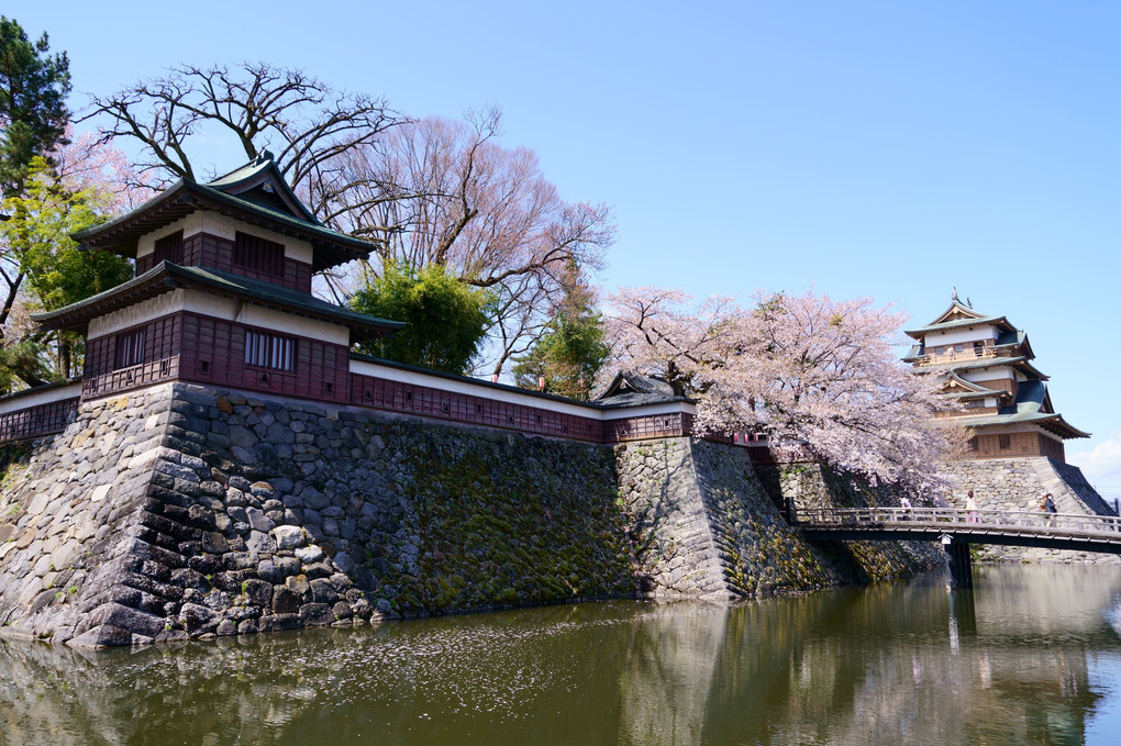 諏訪高島城と桜