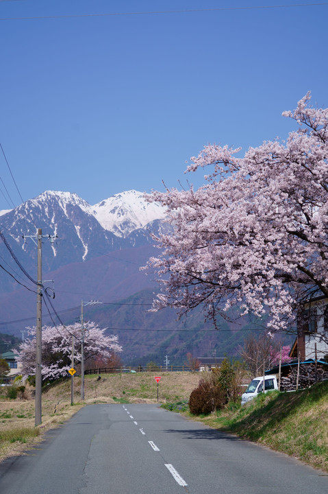 冠雪の中央アルプスと桜